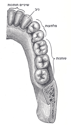 מערכת השיניים של האדם