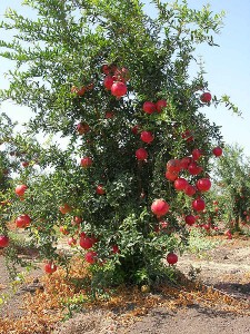 עץ רימון